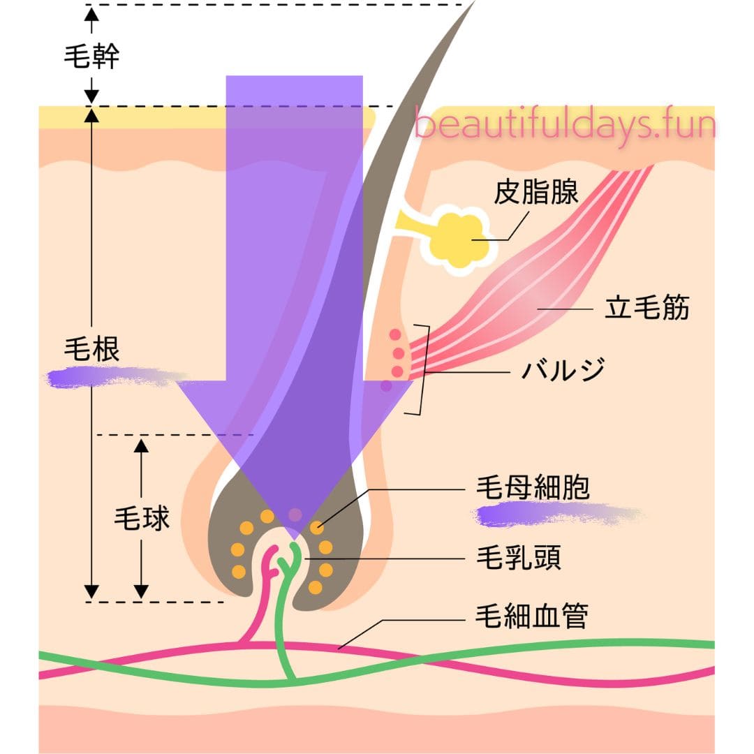 SBC-hair removal01-min